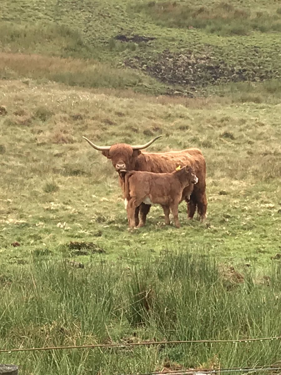 dafyddcevans's tweet photo. @britishsimms @Highland_Cows calves making the most of this glorious weather ☀️ on the @Hiraethog mountains @ffermifan https://t.co/DHwBVRhLDn
