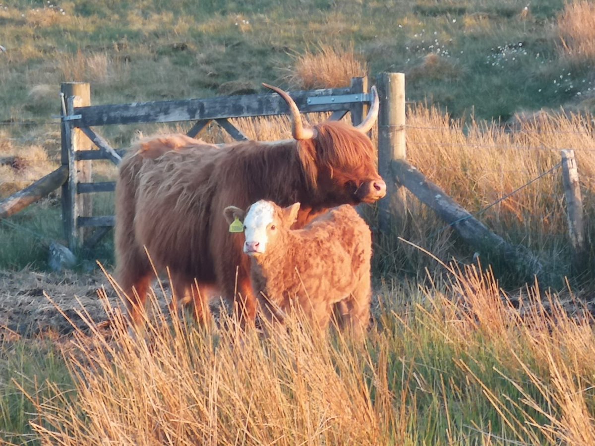 dafyddcevans's tweet photo. @britishsimms @Highland_Cows calves making the most of this glorious weather ☀️ on the @Hiraethog mountains @ffermifan https://t.co/DHwBVRhLDn