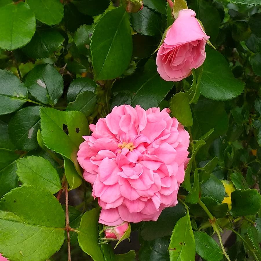 Haftasonu geliyor, o zaman renk! 🥳 Gülün her hali en güzel renkleriyle Egepark Fidancılık'ta.
.
.
.
#gül #roses #rosé #colorfulroses #çiçek #flowers #peyzajgülleri #ıspartagülü #peyzaj #landscape #landscapearchitecture #bahçe #bahçedüzenleme #garden #gülbahçesi #fidan #fidanlık