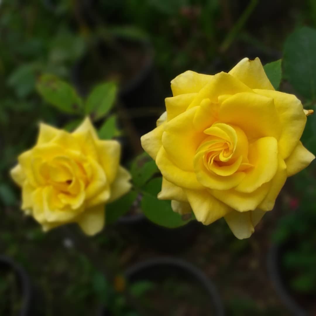 EgeparkK's tweet photo. Haftasonu geliyor, o zaman renk! 🥳 Gülün her hali en güzel renkleriyle Egepark Fidancılık'ta.
.
.
.
#gül #roses #rosé #colorfulroses #çiçek #flowers #peyzajgülleri #ıspartagülü #peyzaj #landscape #landscapearchitecture #bahçe #bahçedüzenleme #garden #gülbahçesi #fidan #fidanlık https://t.co/MllvJWWhis