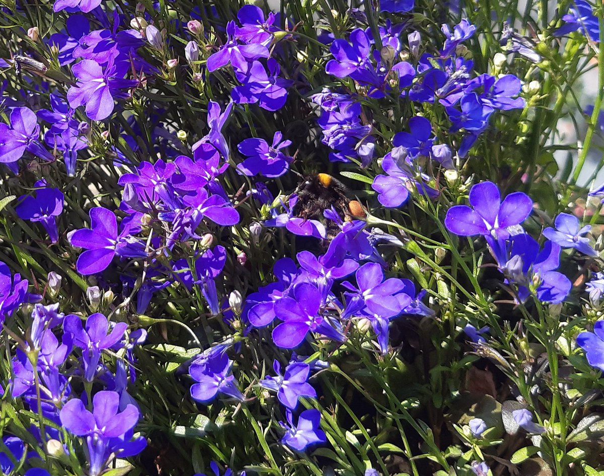 MolndalsNatur's tweet photo. Humlor gillar Lobelia. Den här humlan har fyllt sina pollenbyxor. Ja, påsarna på benen kallas pollenbyxor. #insekter #humlor #biologiskmångfald (foto: I.S.) https://t.co/1fedZffBvl