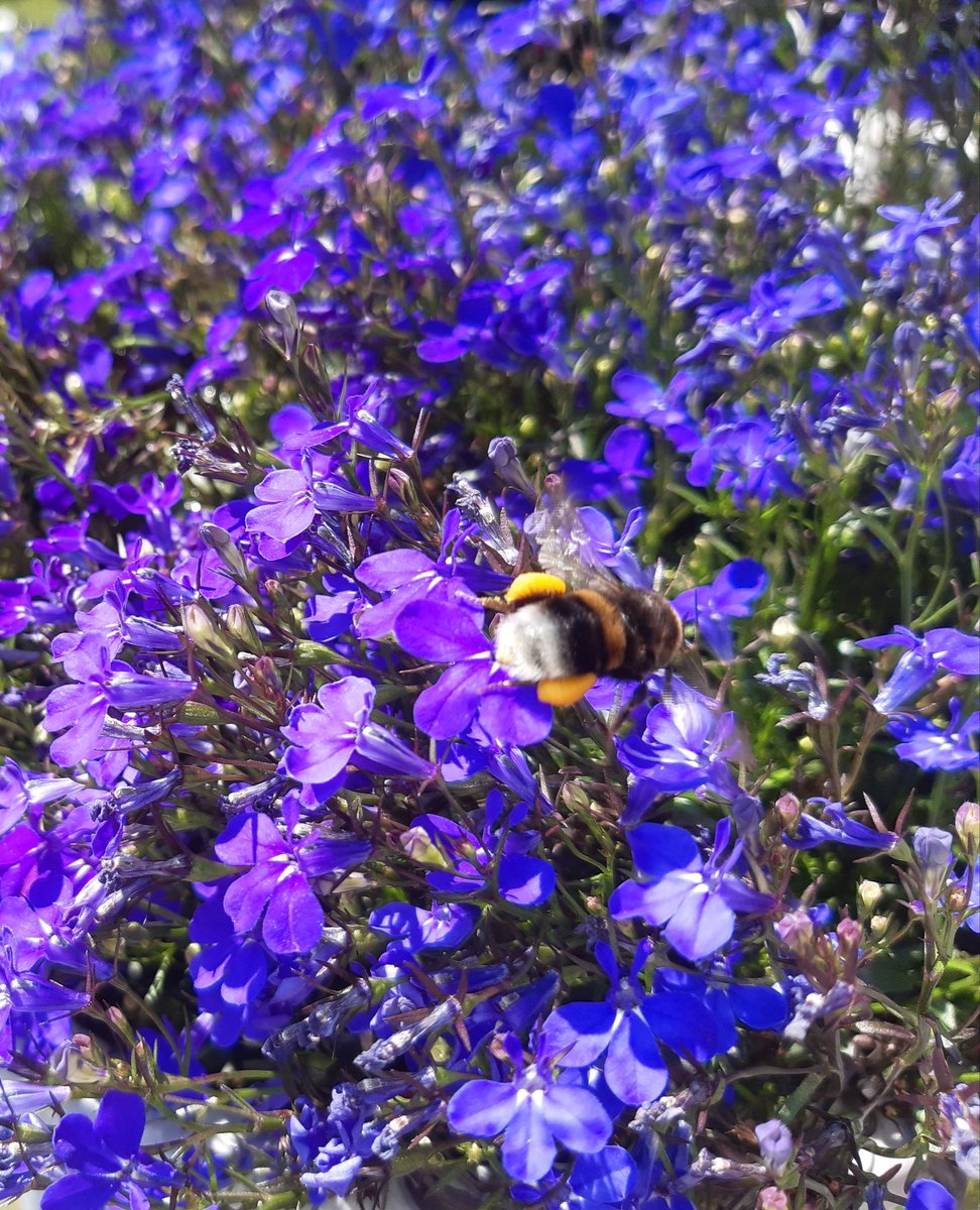 MolndalsNatur's tweet photo. Humlor gillar Lobelia. Den här humlan har fyllt sina pollenbyxor. Ja, påsarna på benen kallas pollenbyxor. #insekter #humlor #biologiskmångfald (foto: I.S.) https://t.co/1fedZffBvl