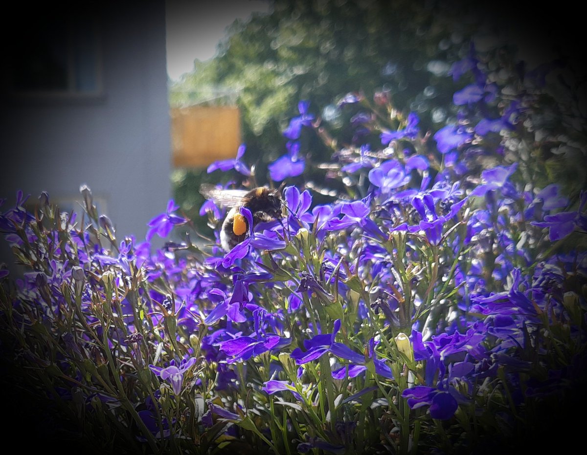 MolndalsNatur's tweet photo. Humlor gillar Lobelia. Den här humlan har fyllt sina pollenbyxor. Ja, påsarna på benen kallas pollenbyxor. #insekter #humlor #biologiskmångfald (foto: I.S.) https://t.co/1fedZffBvl