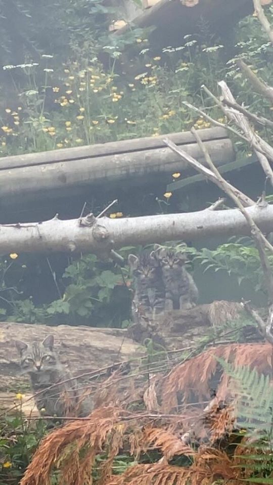 📣 #NewtoBelfastZoo 

We are so excited to tell you that we have had a cute couple join us in the shape of two purrrfect Scottish wildcat kittens!

They were born last month on the 6th May and we are thrilled that love has blossomed between our breeding couple Ossian &amp; Oscar.
