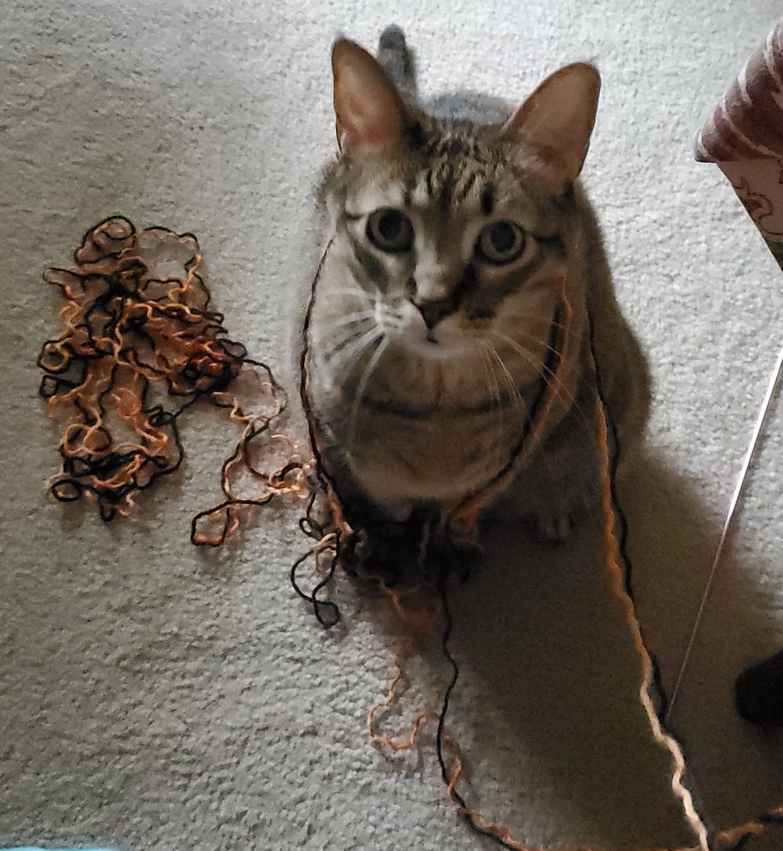 Sherl_croft's tweet photo. I TOO AM HELPIN! LOOK HOW GOODS I PULLED MOMS KNITTIN OUT WHILE SHE WUZ ON COMPUTER! I HELPS DISTRACT HER FROM WORK SO SHE CAN PAY MORE ATTENTIONS TA US. #hardworkingcat #CatsOfTwitter #knittingkitten https://t.co/KAEbRW7Nwu