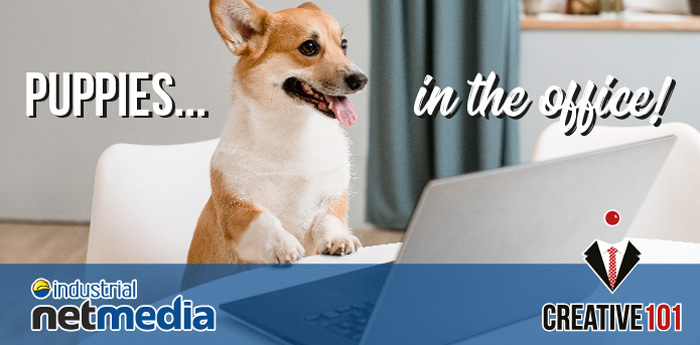 INMCA's tweet image. Happy National Bring Your Dog to Work Day!
If the boss allows it, it would make for an 'interesting' day! Enjoy your Friday everyone.

#LeducBusiness #ProgrammingLeduc #LeducAppDevelpment #HRsoftware #SafetyCourses #EcommerceSolutions #BusinessSolutions 
#WebsiteDesignLeduc