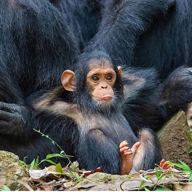 StefanVerra's tweet photo. That's how your weekend shall be. 😊
How does the body language of this hairy relative appear to you?

#bodylanguage #bodylanguagerandoms #bodylanguagechallenge #bodylanguagetraining #bodylanguageexpert #bodylanguageadvice #readbodylanguage #bodylanguagecoach #bodylanguageevent https://t.co/40oYuIfdb5