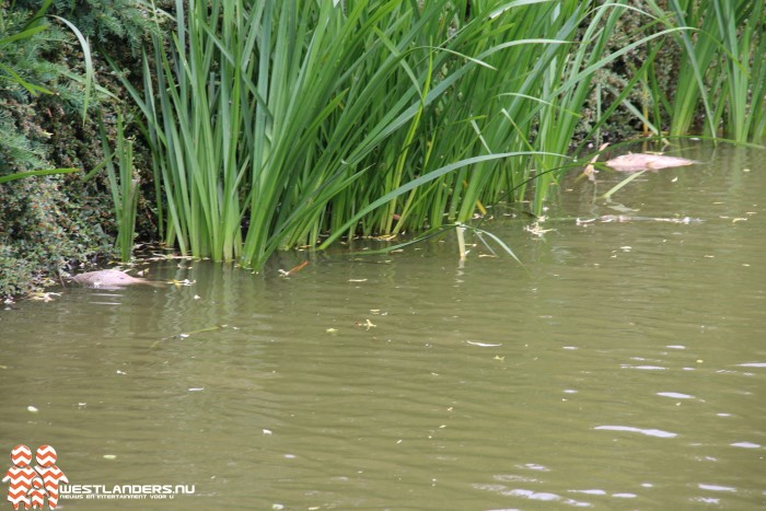 WestlandersNu's tweet photo. Dode vissen in water vanwege overstort riool https://t.co/02WfPEDiPD https://t.co/8KjV6WpOTW