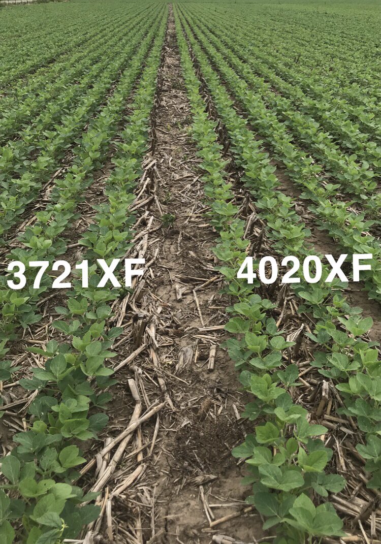 bjordag's tweet photo. Made it back around to another Featured Product(s) Friday! I couldn’t pick just one 📸 so here are a few snap shots of our #XFsoy @ChannelSeed new varieties #expectedsoon right out of a field in @Channel_MO https://t.co/iZeH9tuARQ