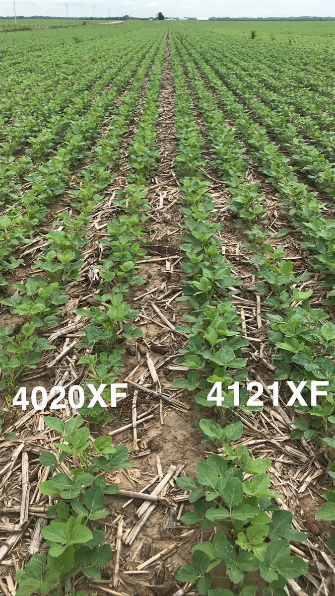 bjordag's tweet photo. Made it back around to another Featured Product(s) Friday! I couldn’t pick just one 📸 so here are a few snap shots of our #XFsoy @ChannelSeed new varieties #expectedsoon right out of a field in @Channel_MO https://t.co/iZeH9tuARQ
