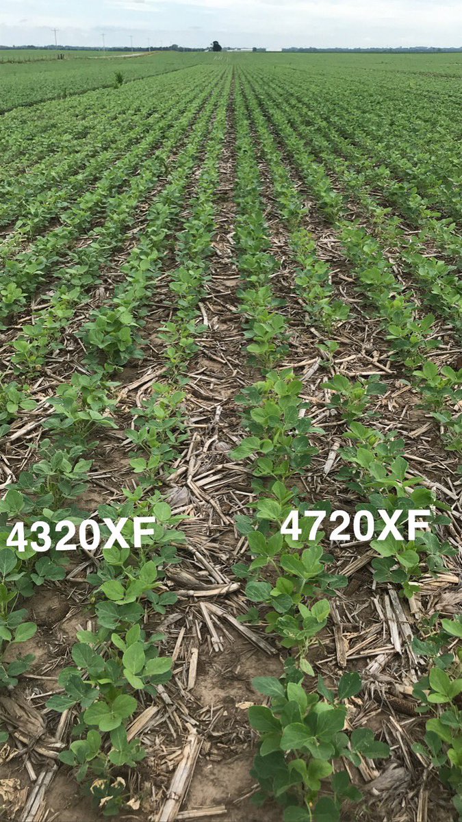 bjordag's tweet photo. Made it back around to another Featured Product(s) Friday! I couldn’t pick just one 📸 so here are a few snap shots of our #XFsoy @ChannelSeed new varieties #expectedsoon right out of a field in @Channel_MO https://t.co/iZeH9tuARQ