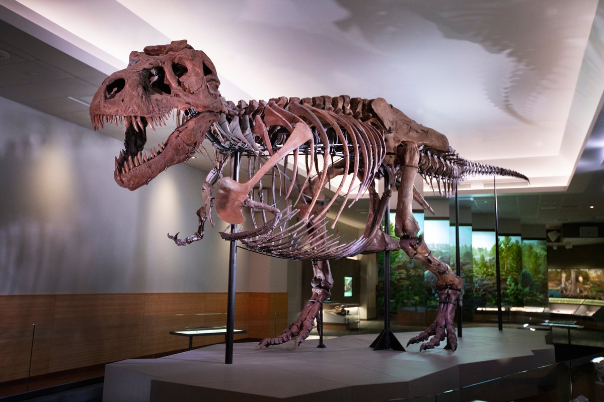 atlasobscura's tweet photo. 🚨🦖This is a @fieldmuseum dinosaur takeover. This is not a drill. 🚨🦖 

We’re here to share some of our ancient apex predators and formidable fossils while answering your questions! #WonderFromHome https://t.co/BGNkntZdoo