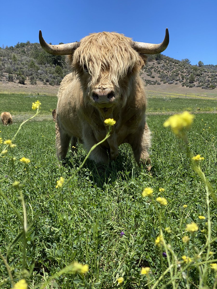 StarwalkerFarms's tweet photo. @davidrocknyc We farm 1,000 acres of hay, raise Scottish Highland Cattle &amp; Chester White Pigs, and sell Direct to Consumer #farmlife https://t.co/RzsXCmxkpR