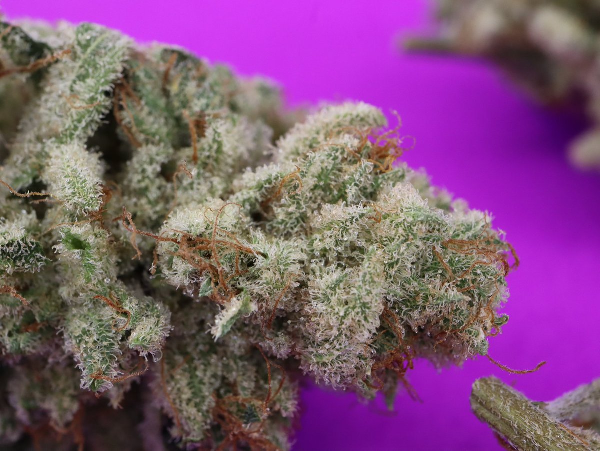 MotherLabs's tweet image. Sour OG Cheese #3 bred by Ethos also putting in work! We have been hit an miss with Ethos but when we hit, it's amazing flower...