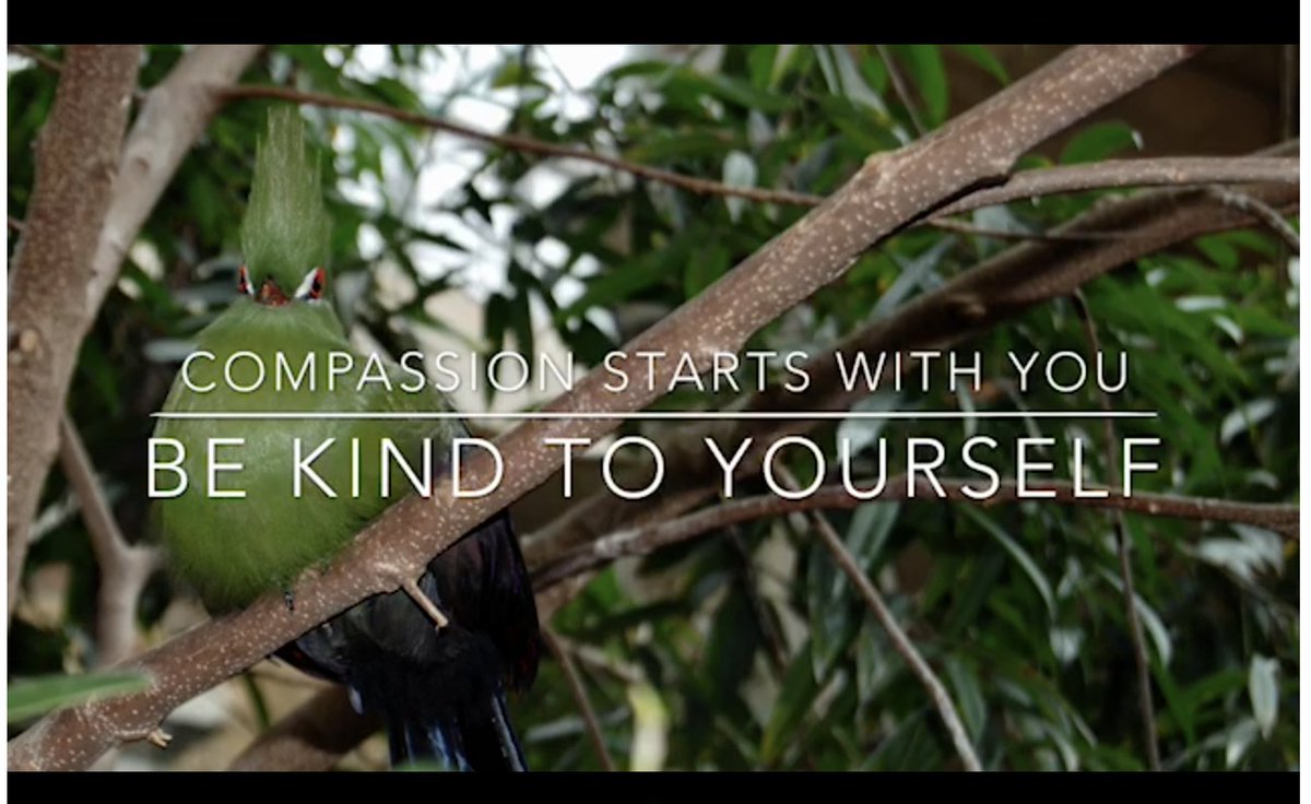 A very belated posting of a celebratory video (from one of our 8th grade families) to the Class of 2024 as they complete middle school. Congratulations!
youfiles.herokuapp.com/videodictionar…