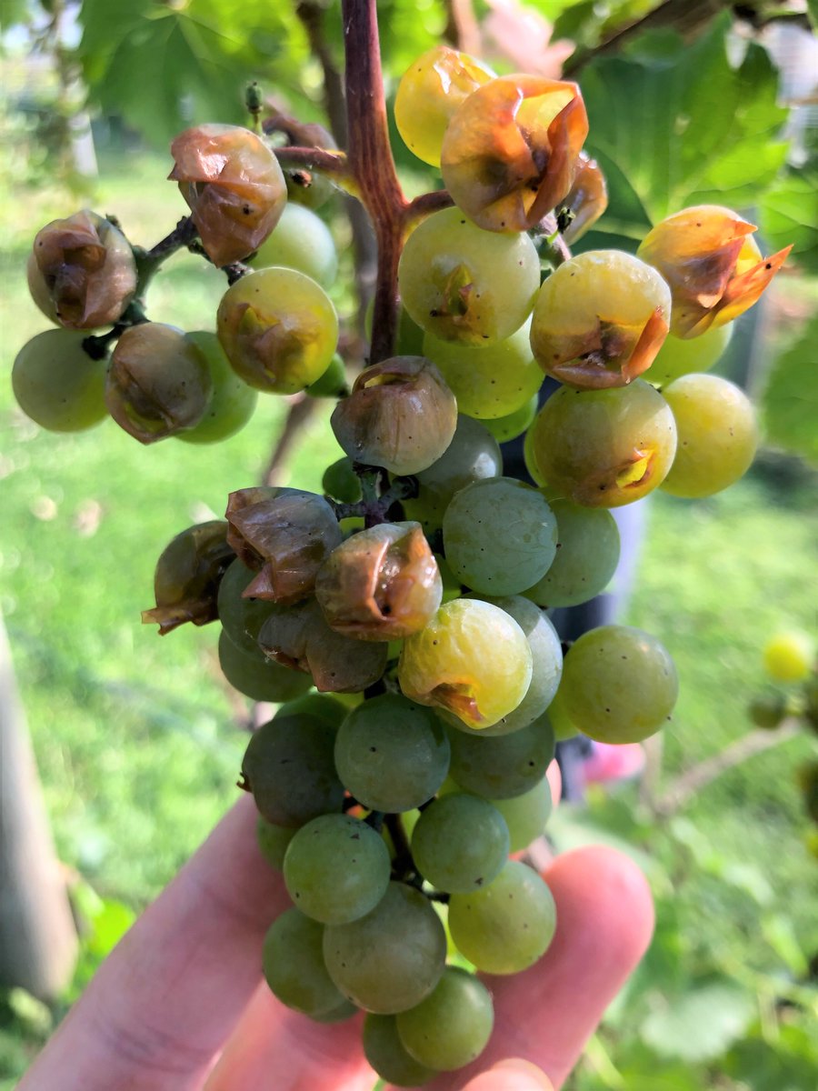 MNFruitLady's tweet image. @mhallgrapepath is really making the webinar circuit this summer. Join our @UMNExt &amp;amp; @UWMadisonExt webinar on distinguishing &amp;amp; controlling bunch rots, on Wednesday, July 15 at 1:00pm. More info &amp;amp; register: extension.umn.edu/event/managing…