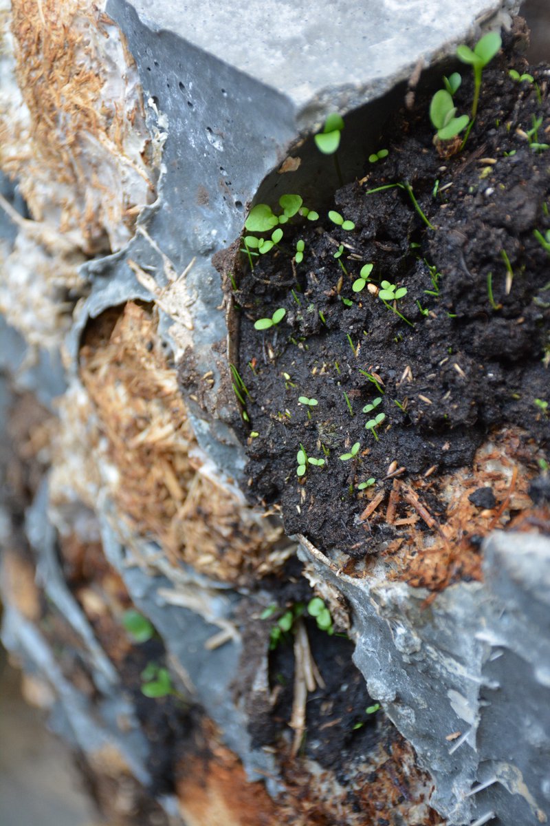Dans le cadre de nos recherches sur les parois biodiversitaires - installation d'un pavillon expérimental sur le site du jardin des plantes. Avec le <a href="/Le_Museum/">Muséum national d'Histoire naturelle</a>    (laboratoire CESCO), l'ENSA PARIS MALAQUAIS (laboratoire GSA) #chartierdalix #biodiversite #teamarchi