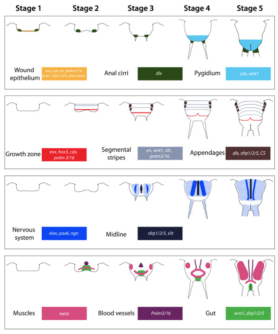 Dev_Bio_Journal's tweet photo. #DBteaser #DBfeatures #DevBio #ICYMI
"Morphological, cellular and molecular characterization of posterior regeneration in the marine annelid Platynereis dumerilii" by Anabelle Planques et al, and Eve Gazave @stemdevevo
Read it here -> https://t.co/JSUF3RTJZb https://t.co/dbKBs0hzxu