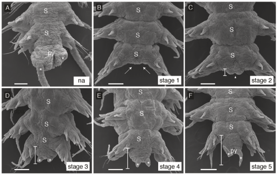 Dev_Bio_Journal's tweet photo. #DBteaser #DBfeatures #DevBio #ICYMI
"Morphological, cellular and molecular characterization of posterior regeneration in the marine annelid Platynereis dumerilii" by Anabelle Planques et al, and Eve Gazave @stemdevevo
Read it here -> https://t.co/JSUF3RTJZb https://t.co/dbKBs0hzxu