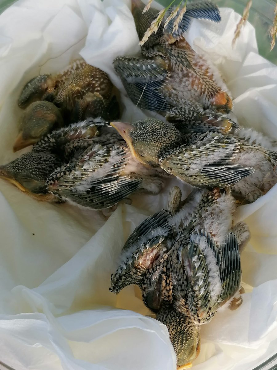 trenca_org's tweet photo. Futuro para una especie declarada “en situación crítica”: los alcaudones chicos están criando en la Plana de Lleida y hoy hemos anillado los cinco primeros pollitos de la temporada! Cinco tesoros que ahora solo pesan 27 gramos 🐣💚😍 https://t.co/K69sER0rQ9