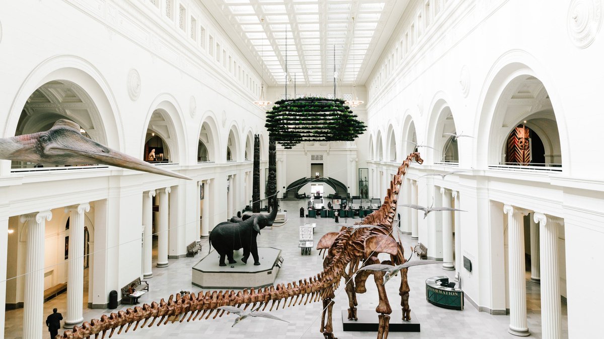 atlasobscura's tweet photo. Patogotitan mayorum is the largest dinosaur ever discovered. 🦕 A replica of this titanosaur stretches 122 feet through @fieldmuseum’s main hall. Máximo towers over the African elephants—the largest living terrestrial animals.  #WonderFromHome https://t.co/UprN1Yt0w5