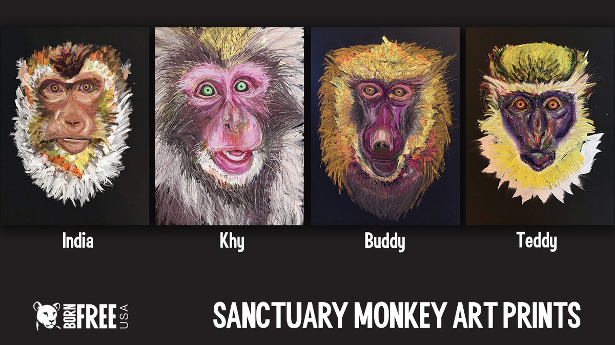 @ericgouldbear Please partner with Born Free USA by donating to our #sanctuary! Your gift will give #monkeys the lives they deserve & enable us to rescue even more. As a special thanks for donations of $250+, we will send you an ART PRINT of a sanctuary monkey! Donate: bornfreeusa.org/virtualgala202…