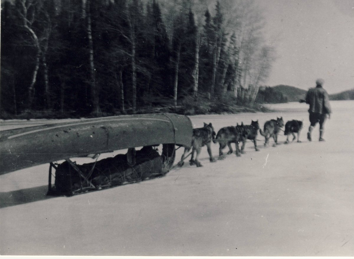 JennaLocke's tweet photo. @YorkshireMuseum @museumbums Red Lake Regional Heritage Centre's #BestMuseumBum is of a prospector with his dog sled team on their way to Red Lake in 1934. Portages and dog sled teams were the best ways to navigate and travel in Northwestern Ontario until the highway was built in 1946 @YorkshireMuseum https://t.co/5GMX2GqpIf