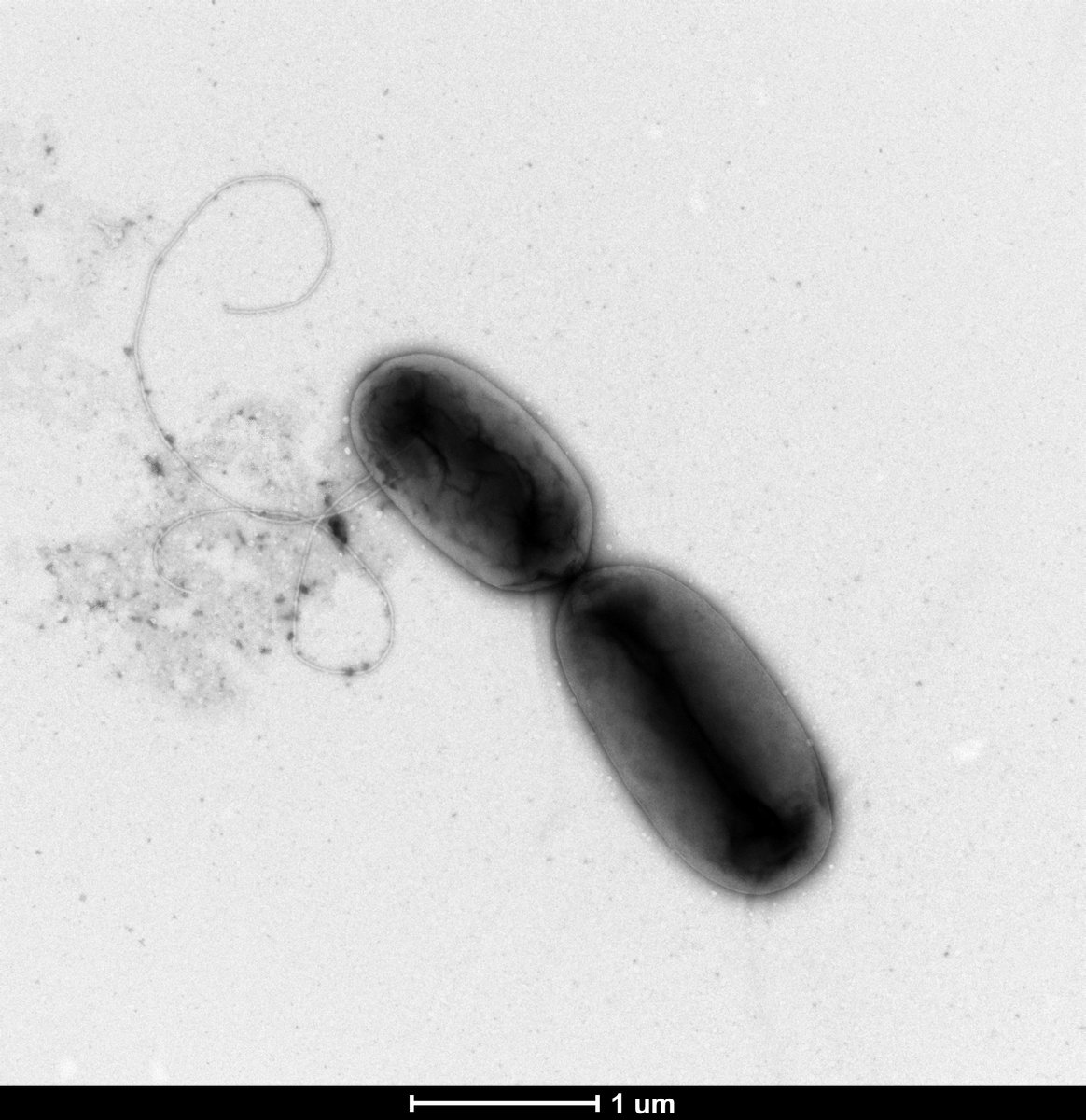DRaj_Rathore's tweet photo. #GuessTheMicrobe challenge. A Gram-negative bacterial predator of other bacteria in soil, is not an obligate predator, as it grows in the absence of host cells on a variety of media, and can be used as a transformation vector in plant genetic engineering @emt4crops https://t.co/2eSuusl520