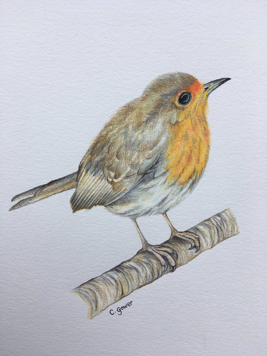 claudiagowerart's tweet photo. This little robin is complete. I managed to get him finished in between pet portrait commissions. If you or anyone you know is interested in having a pet portrait or some wildlife art done, please get in touch.
#robin #robindrawing #wildlife #Gardenbird https://t.co/j3B1Ht5FaO