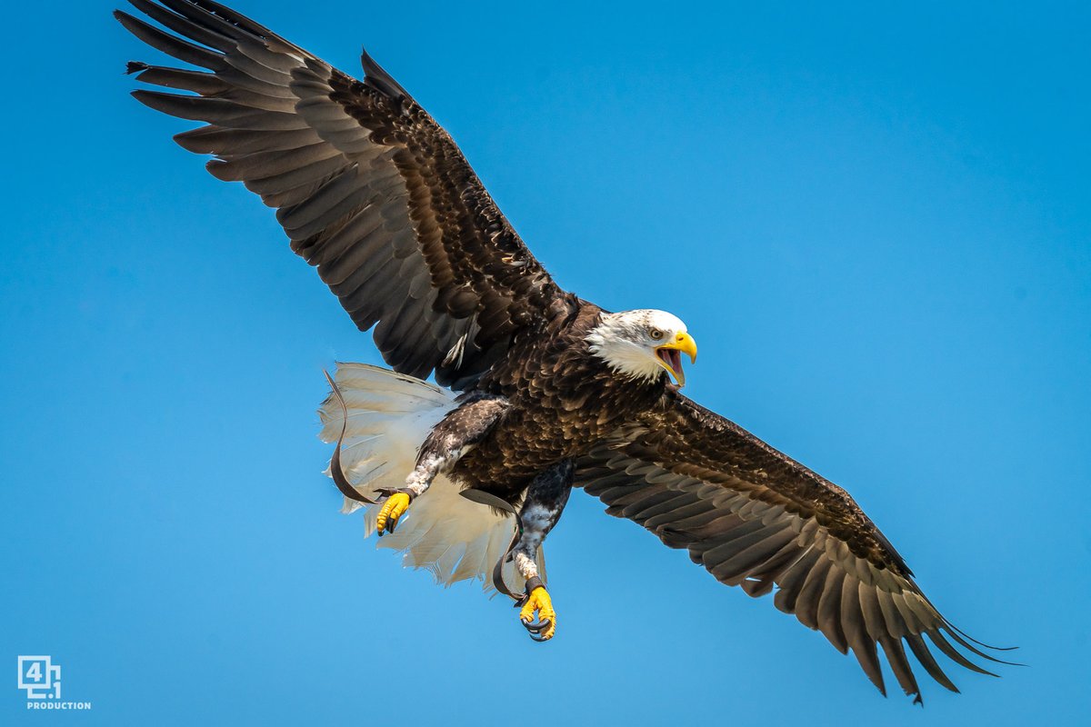 Saisir l'instant

<a href="/zoobeauval/">ZooParc de Beauval</a> @Departement41
#pygargue #Bald #eagle #teteblanche #beauval #zoo #bird #aigle