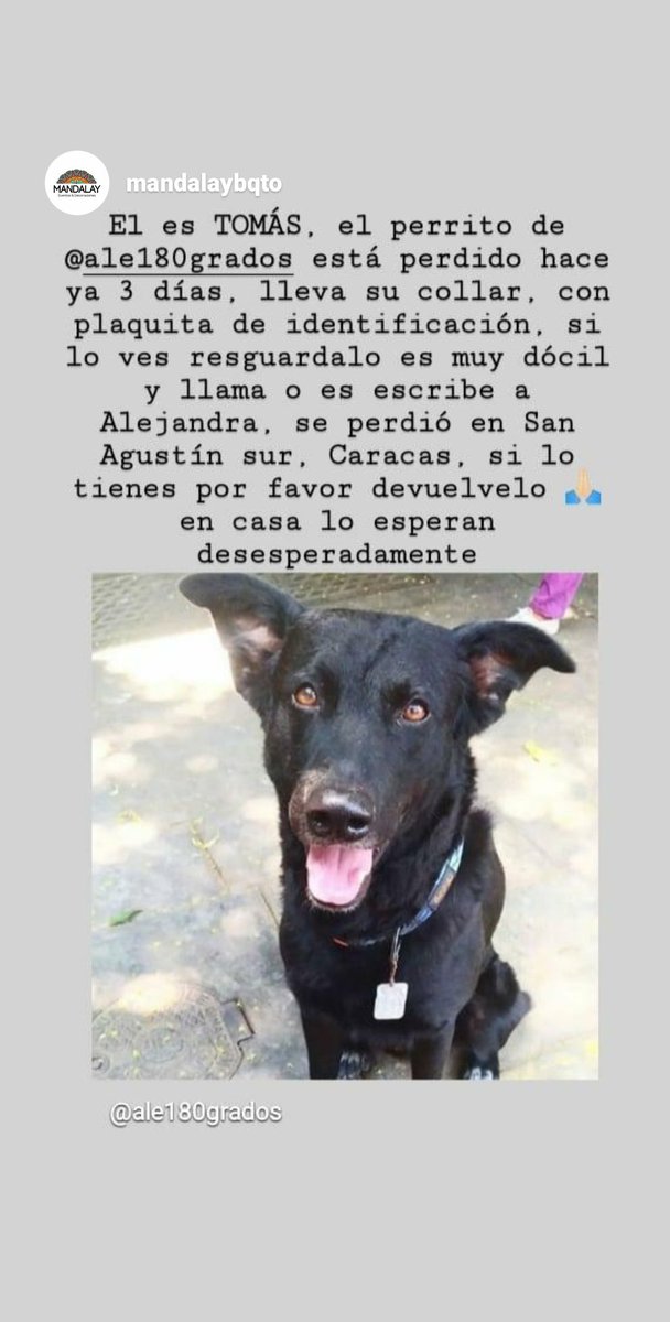 Ale180grados's tweet photo. Tomas es un perro de apoyo emocional y está perdido en la zona de #sanagustindelsur por favor llamar al 04241076066 quien lo vea https://t.co/I8Ty4YjBHG