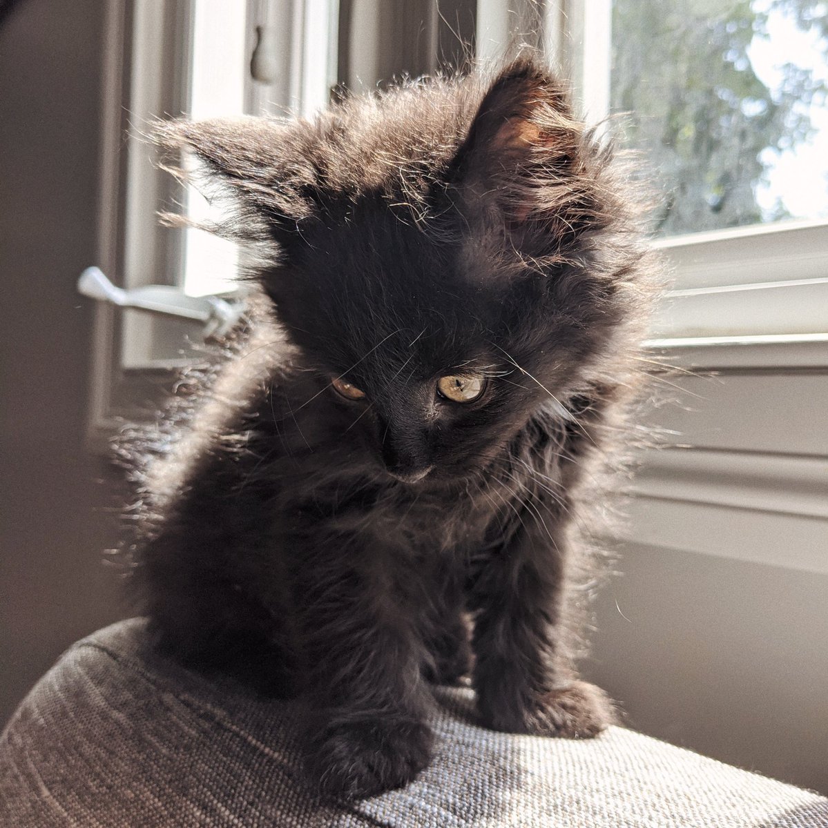 He& #39;s off to the vet tomorrow morning to get checked out. Seems like some pretty common kitten sick stuff. Like human children they& #39;re just sickness monsters for a while.