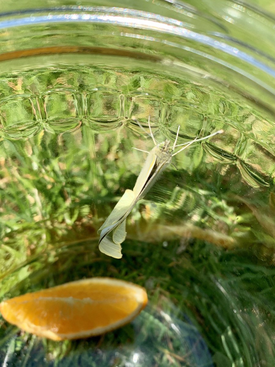 sl0ggs's tweet photo. @Y1WFA Tilly has been learning about the life cycle of butterflies the last two weeks. We looked after a caterpillar until it went into its cocoon and yesterday it hatched into a butterfly! We gave it some orange to drink from and let it fly away in the garden 🦋 🙌🏻 https://t.co/lnM52jPBRr