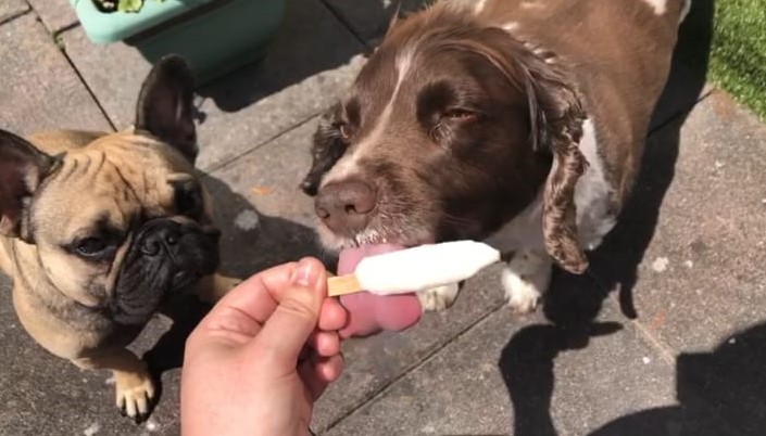 What better way to spend #takeyourdogtoworkday than in the sun with an ice-lolly. #Molly #Franco