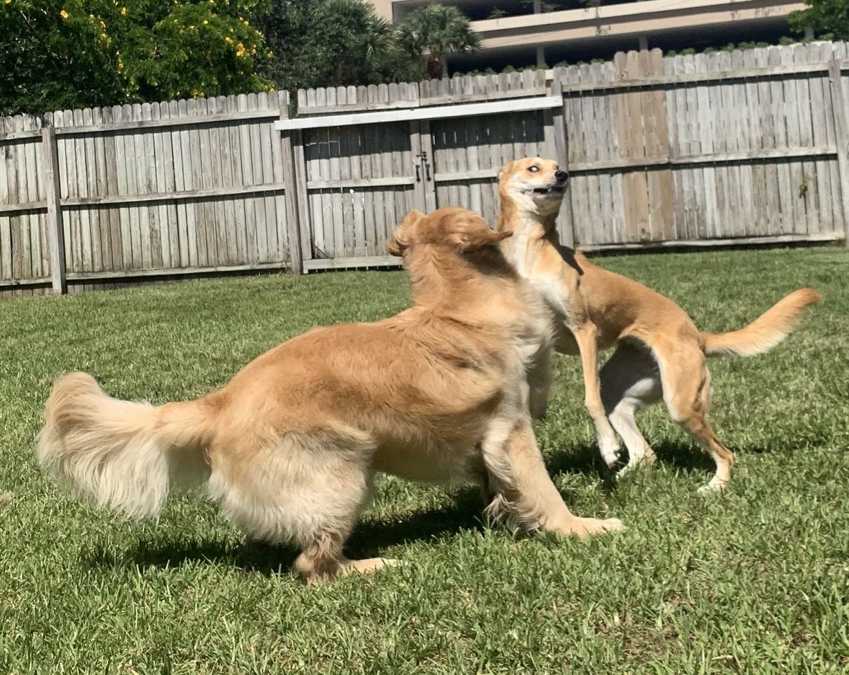 xplorebeautiful's tweet photo. Even our dog had enough of 2020🤣
#fridaymorning
#FridayFeeling 
#meme
#Dog https://t.co/lZit0VbbPJ