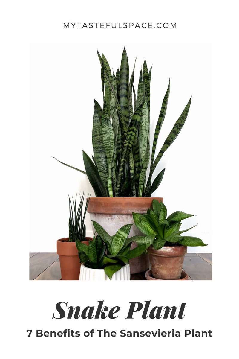 All the benefits you need to know about the Sansevieria Plant. #snakeplant #motherinlawtongue #sansevieria #lowlightplants #succulents #hardtokillplants #bestindoorplants #easyindoorplants #lowmaintenanceplants #lowwa...