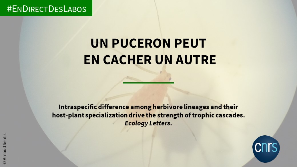 CNRSecologie's tweet photo. #EnDirectDesLabos | 🔍🐞🌱

Quel facteur influence le plus la relation alimentaire entre des coccinelles, des pucerons du pois et des fèves des marais ?

Découvrez la réponse dans cette étude
👇
https://t.co/hk6WnoPmVl https://t.co/4QUytITufG