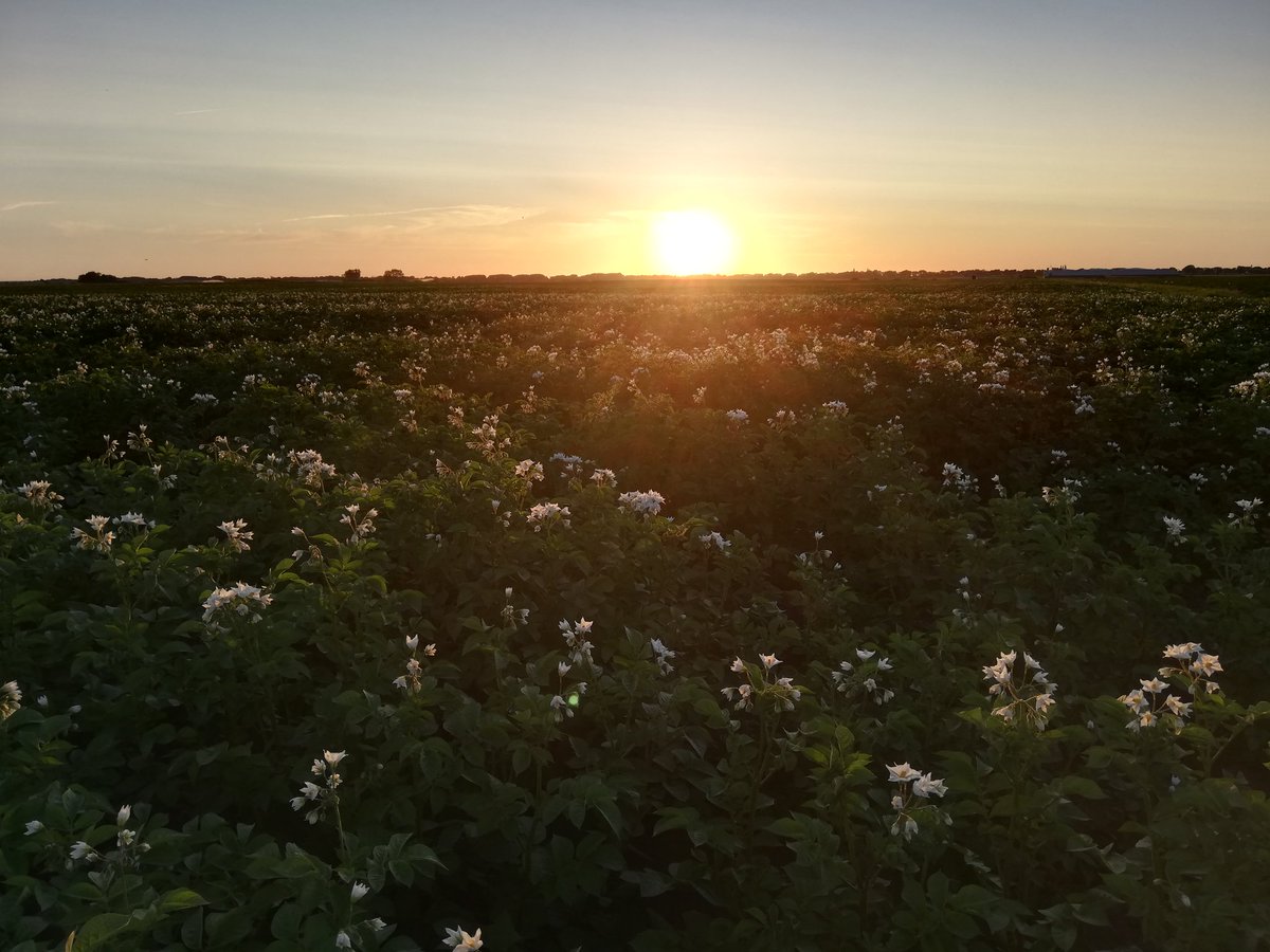 Het is weer genieten van de bloeiende en heerlijke geurende aardappelvelden. @Avebe_group