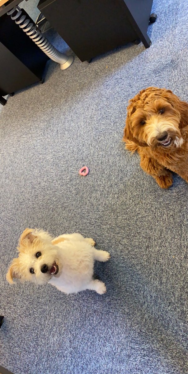QubitiLtd's tweet photo. 🐾 Bring your dog to work day 🐾

Wish we could bring these pair to work every day!!

How cute are they??😍

#jointheq #cutiesoftheQ #qubiti #bringyourdogtowork https://t.co/lql7AN2xLa