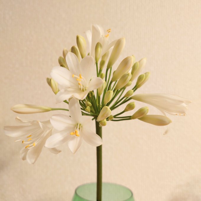 アガパンサスのtwitterイラスト検索結果 古い順