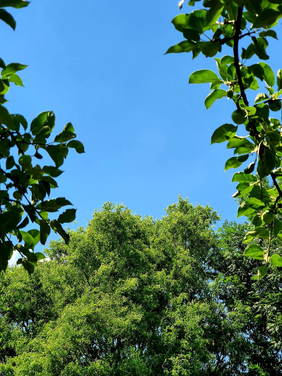 karinrixt's tweet photo. Vandaag een thuiswerkdag. Onder de appelbomen, in de schaduw.
#Schrijven #Training #Coaching #Consultancy @Succesbureau6
#Penvanrixt
@LTAtrainingen https://t.co/DqiCCqJh1T