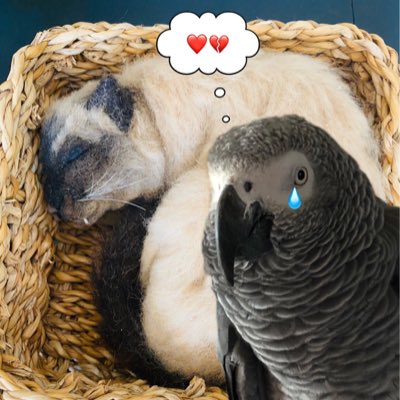 Saint Stanley Parrot OBE CPP 🦜 tweet media