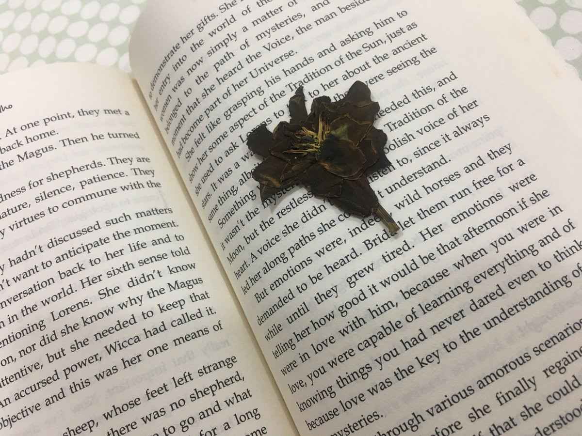 Ahermanisha's tweet photo. Dried but still spreading its fragrance...

.
#gardenia.... #currentread https://t.co/r8IHEsiAI0