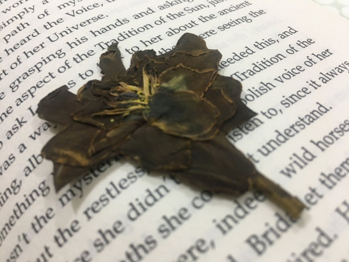 Ahermanisha's tweet photo. Dried but still spreading its fragrance...

.
#gardenia.... #currentread https://t.co/r8IHEsiAI0