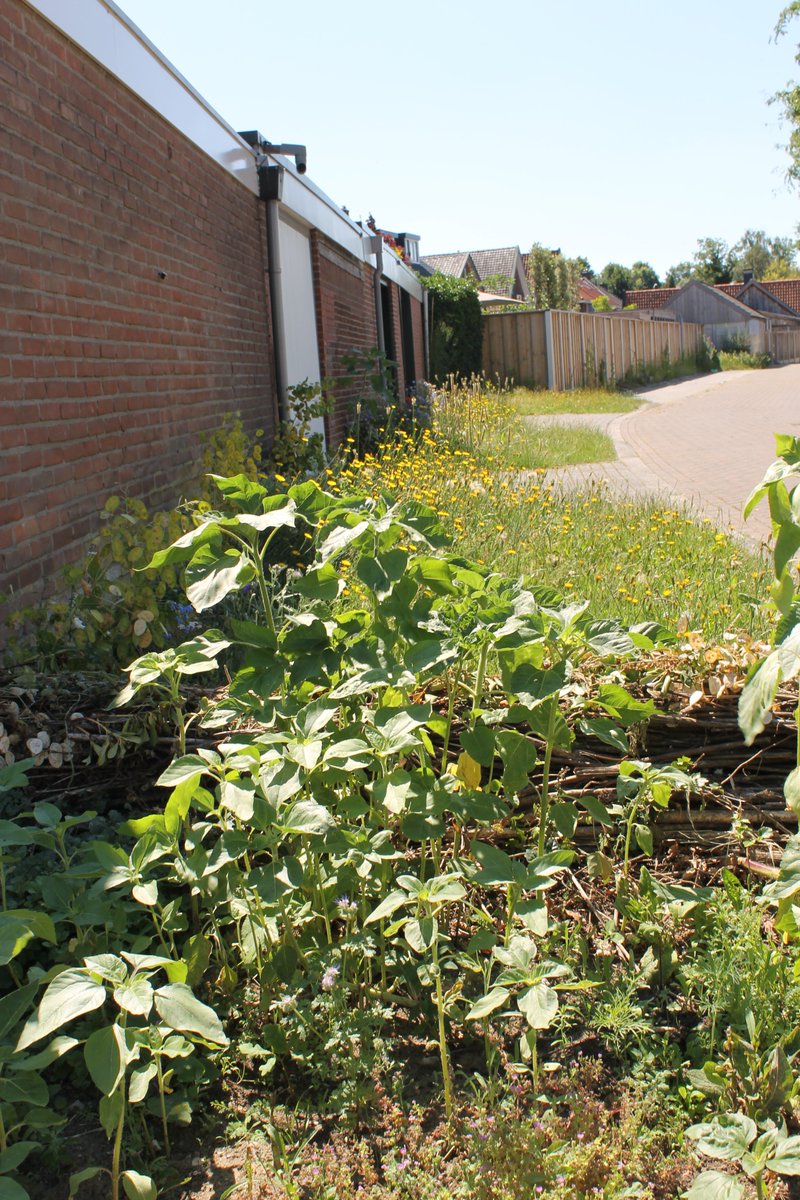 JiscaDijk's tweet photo. #maaimenietje #groendoen #adoptietuin #mijntuin #milieu
@gemeentehengelo @gildebor074 @bijenvrienden
in de groenstrookjes veel #biggenkruid, #judaspenning, #papavers, #walstro en binnenkort #zonnebloemen π»π» https://t.co/cwPfyWNVBV