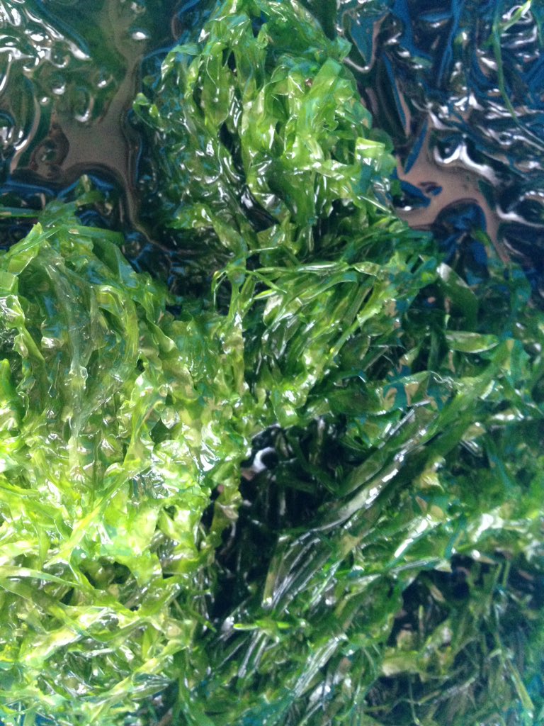 Laur3ngood's tweet image. #Seaweed gathering, sharp knives, slippery green rocks, magical women ✨🌿🕊

#seavegetables #wildfood #foraging #sea #coastalmagic #plantmagic #wildfoodlove #forager #eatweeds #foodforfree #earthmagic