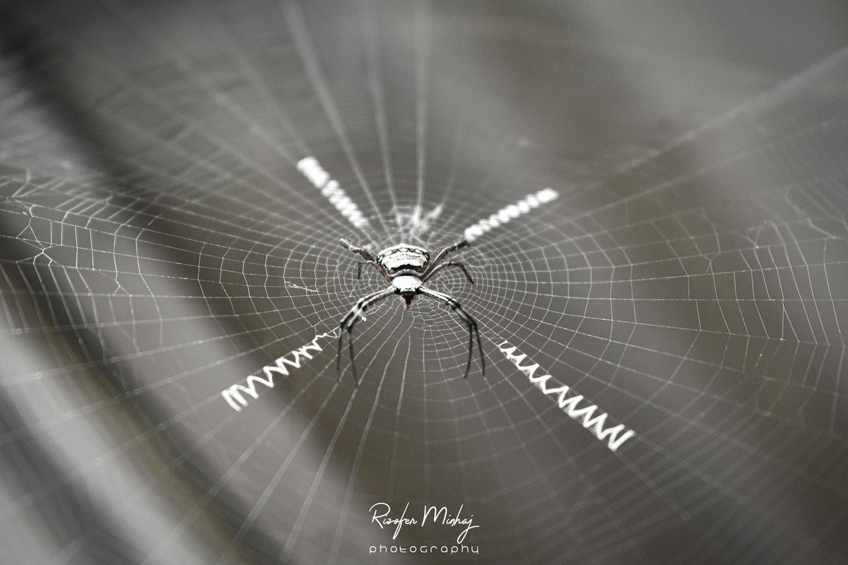 PhotographyRimi's tweet photo. Spider nest with Black and white 
#RiMiphotography #202

#Photography #lence #landscape #potrait #candit #nature #photography #mobile #picoftheday #photo #canon #nikon #70-300mm https://t.co/DKtnyfbfRx