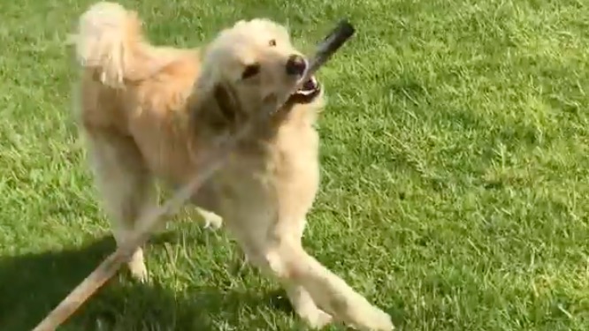 CGoodacres's tweet photo. Prizewinners for Commem have been announced and we will showcase them in due course. For now, we hope the Goodacre's girls have their lovely #dogs joining them whilst they picnic outside to mark the end of term! #Commem #GoodacresFamily #iloveboarding #BringYourDogToWorkDay #Dog https://t.co/nRIW7CXTzt