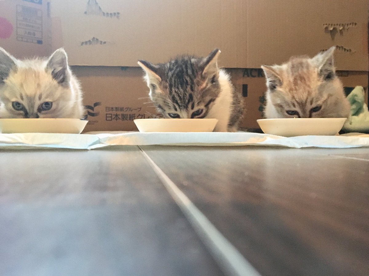 うらべ どんべ子と愉快な猫ら Auf Twitter 子猫時代の写真で好きなのこれだなぁ 後ろ姿のやつはスマホの待ち受けにしてる 懐かしい 3匹ともヤンチャでご飯んときも掃除のときも体によじ登られて剥がすのが大変だったなぁ 思い出してもニヤける可愛らしさ W