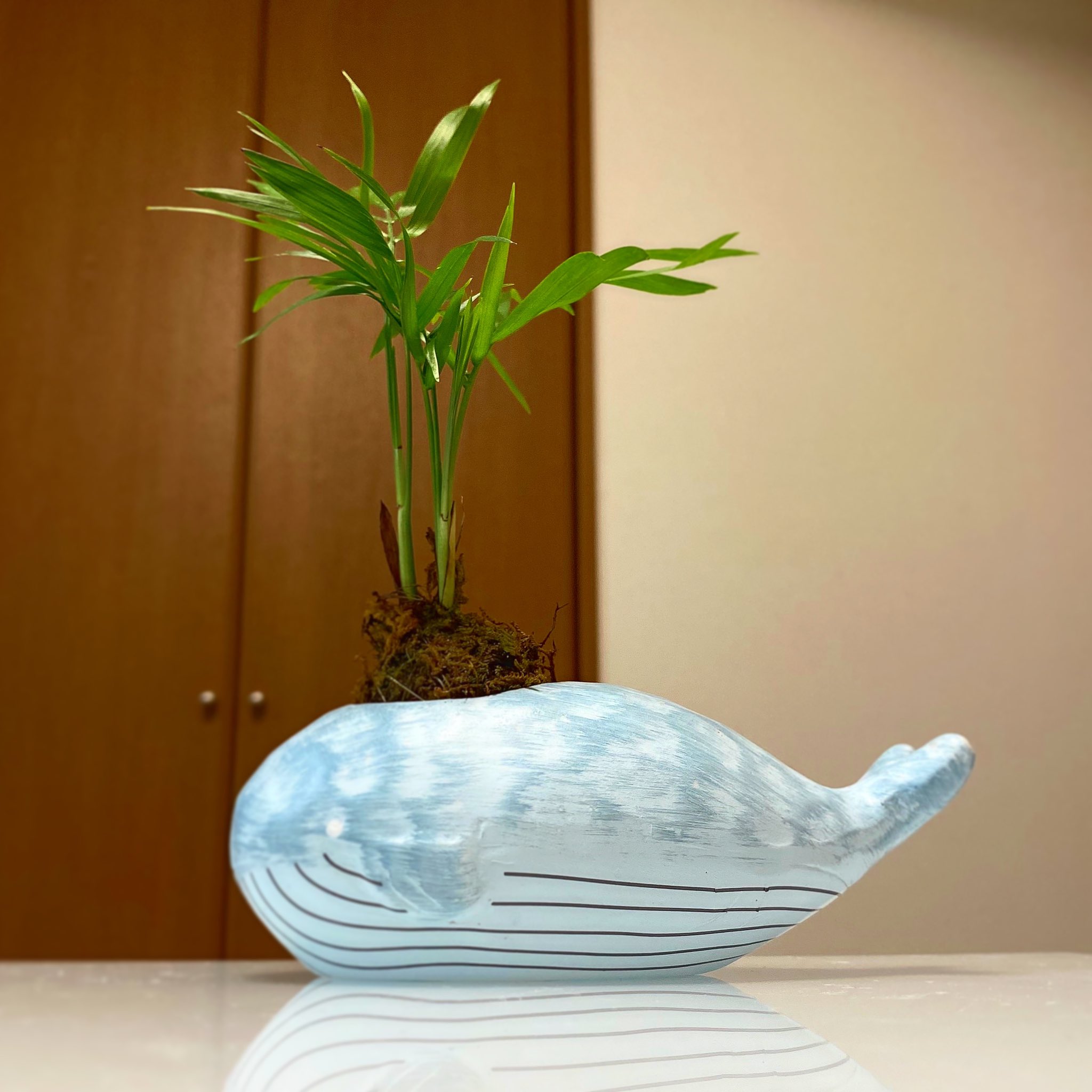 Yoko 鯨の器にヤシの苔玉 ナチュラルキッチンで 300 雑貨屋さん巡り楽しいな いかのモチーフを探してたけど 今日も見つからず ナチュラルキッチンアンド 鯨 インテリア雑貨 苔玉のある暮らし 苔玉 くじらグッズ T Co Vqlfsrspil Twitter